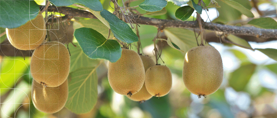 Is a kiwifruit licence part of the rateable value?