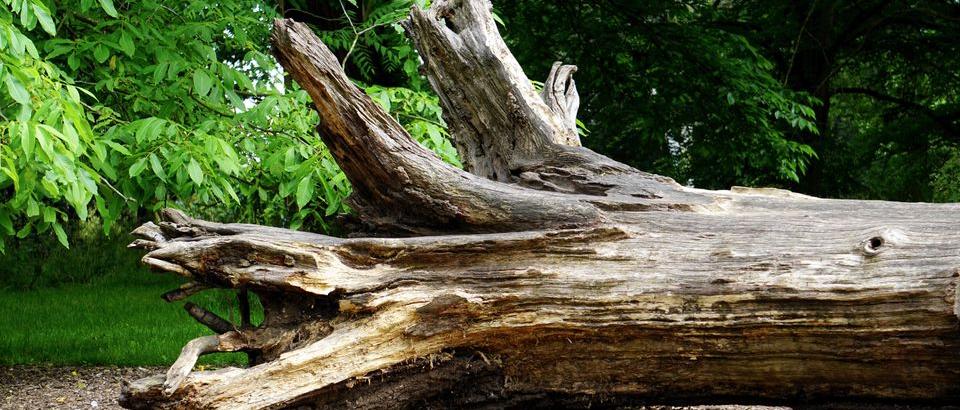 High Court finds Council liable in negligence for damage from fallen tree