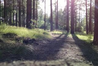 Forest and Bird decision