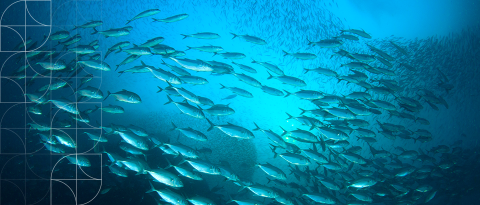 Reeling In Reform: The proposals under the Fisheries Amendment Bill
